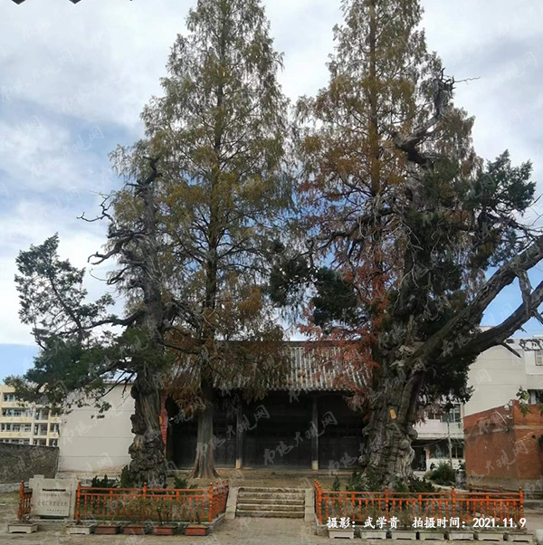 两棵古柏树.jpg