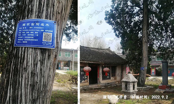 黄龙柏.jpg