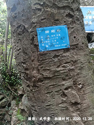 珊瑚朴树.jpg