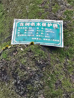 黑虎庙皂角树牌.jpg