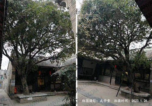 县衙桂花树.jpg