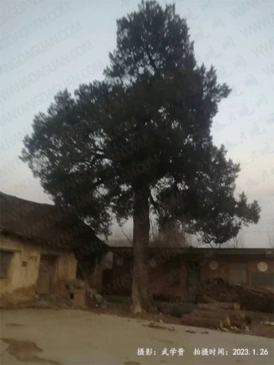 汉王柏.jpg
