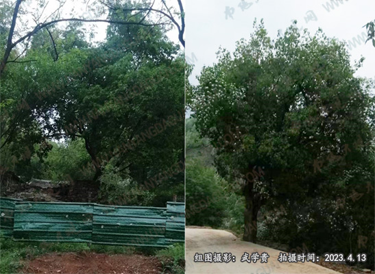 石头村树.jpg