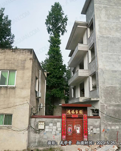 西杨马尾松.jpg