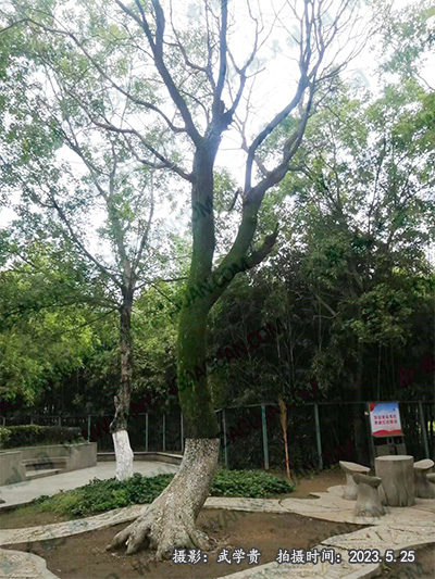 金亭灯笼树.jpg