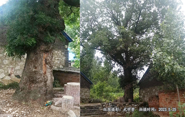 打磨石黄连树.jpg