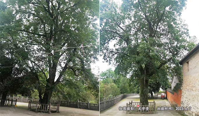 编号511、437的700年皂角树.jpg