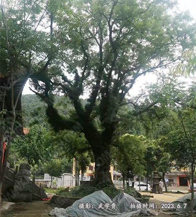 剑沟黄连树1.jpg