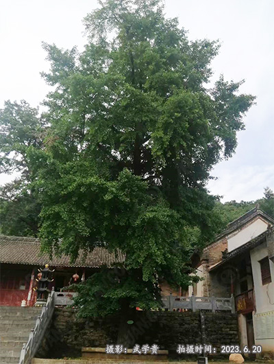 法海寺银杏.jpg