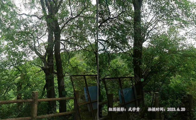 法海寺树.jpg