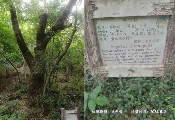 淮源响叶杨树.jpg