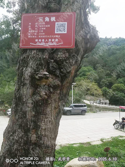 黑明寺三角梅.jpg